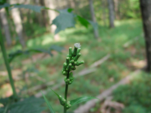 Photo By: Stephen M. Young. Photo taken: Warren County, NY on 11 August 2005